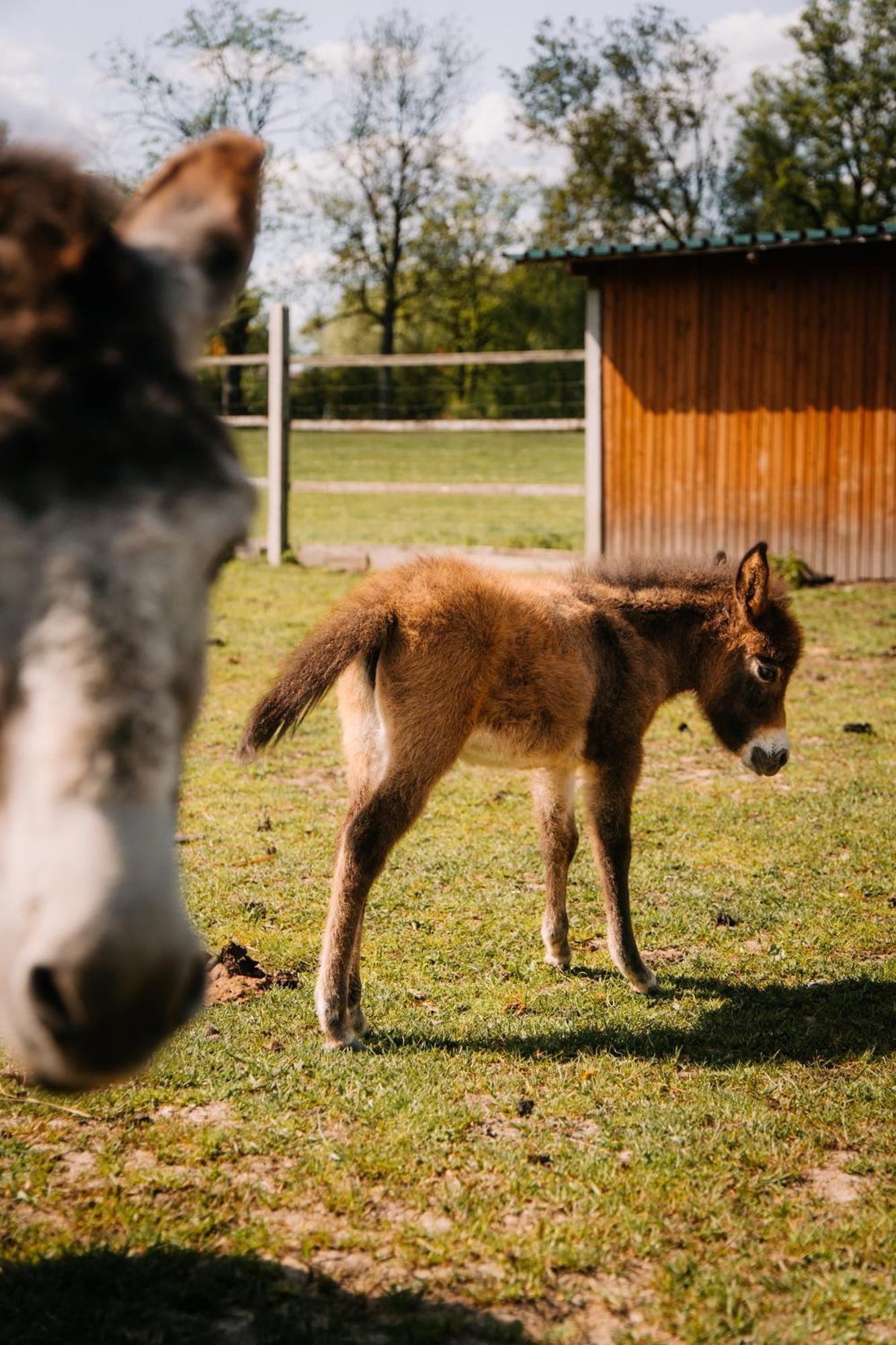 Palac Srodka Chrzypsko Wielkie Buitenkant foto